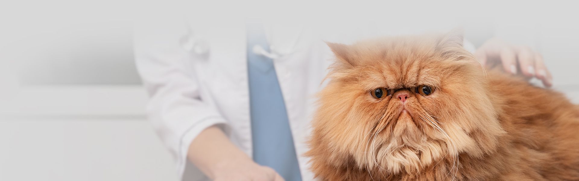 furry orange cat at the vet