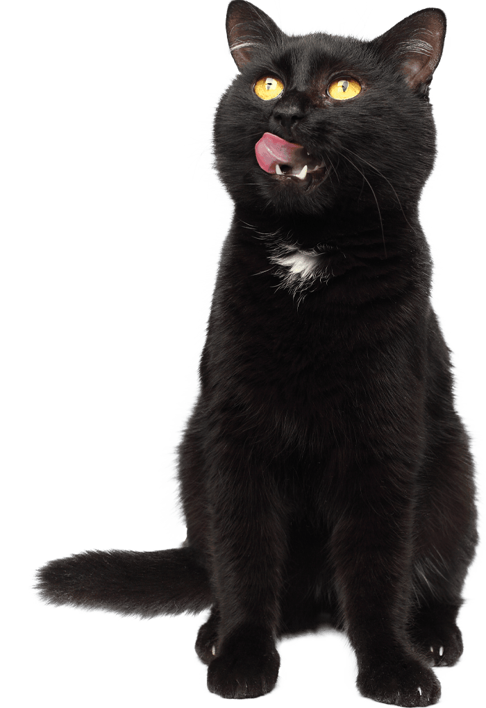 black cat with open mouth sitting