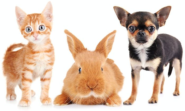 cat, rabbit and dog