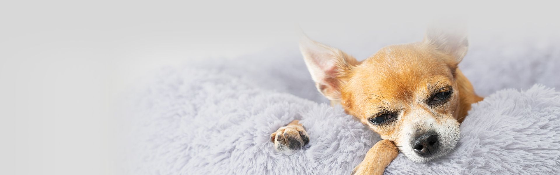 old chihuahua sleeping