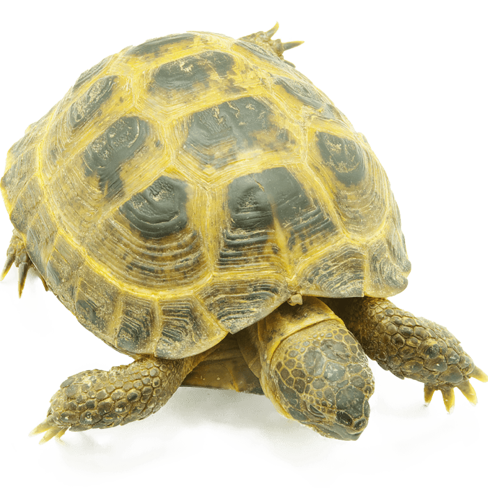 reptile turtle on transparent background