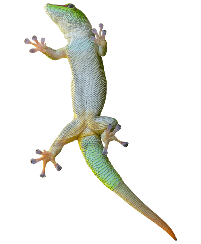 Sticking legs green gecko lizard