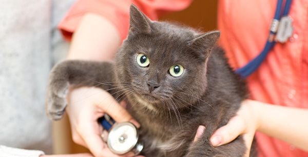 veterinarian checking gray cat