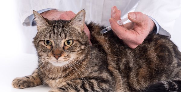 veterinarian vaccinating striped cat